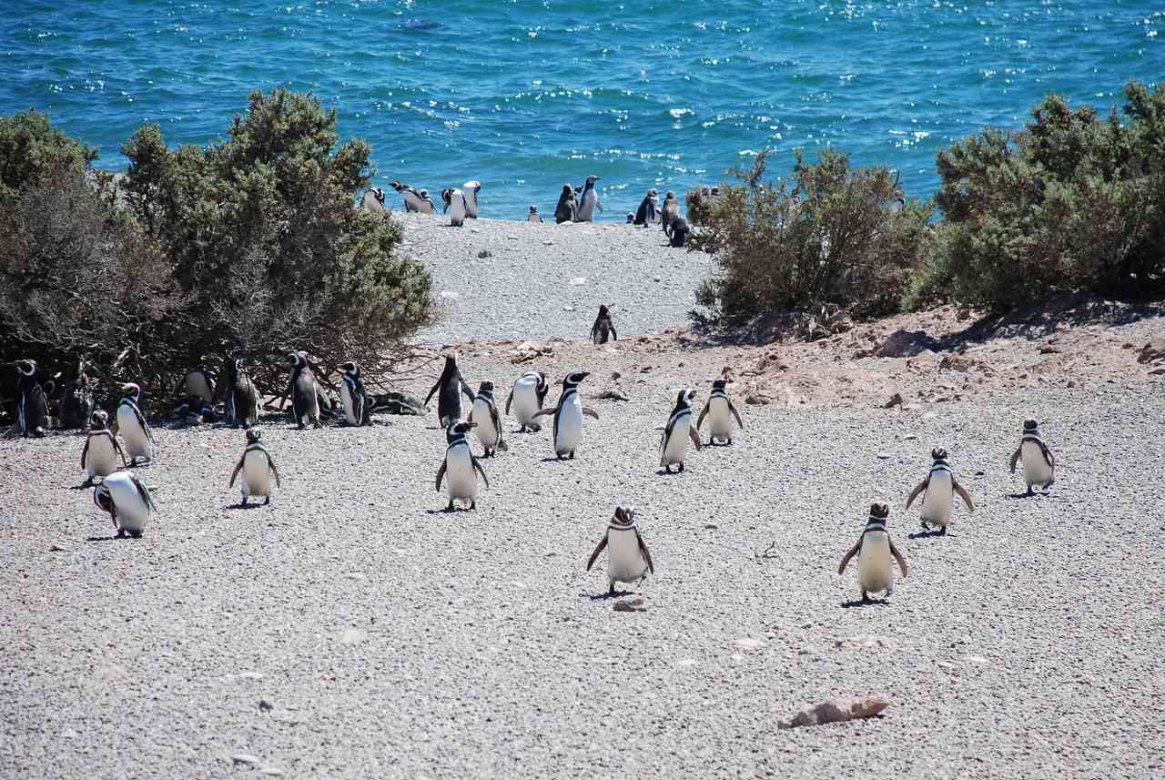 Пингвины идут от моря по берегу в заповеднике Пунта Томбо в Аргентине